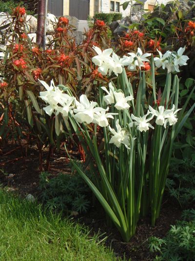 tulip01