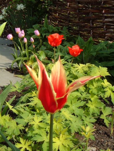 tulip02