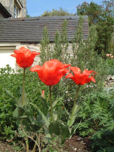 tulip03