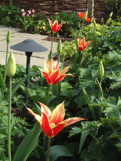 tulip04
