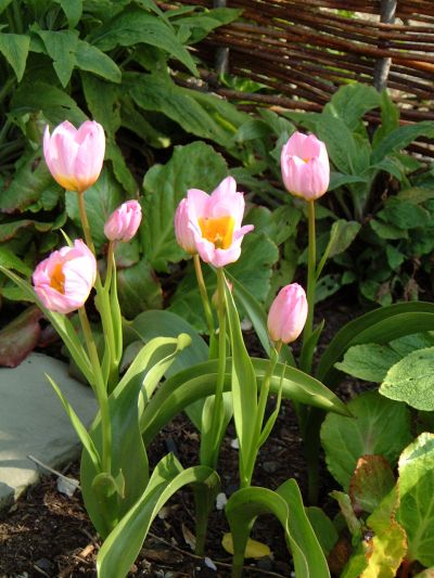 tulip05