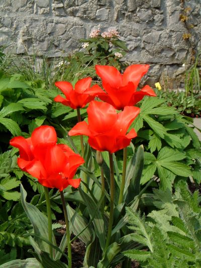 tulip06