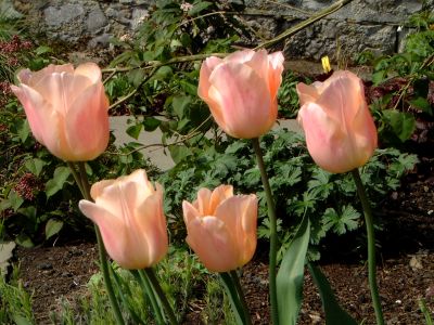 tulip07