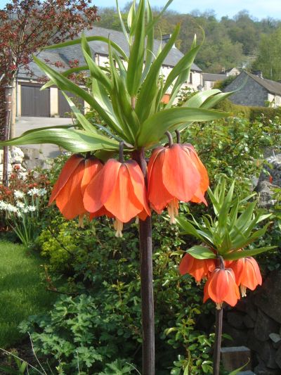 tulip08