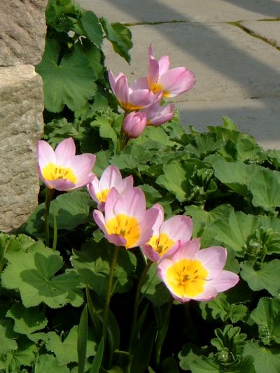 tulip11