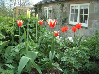 tulip12