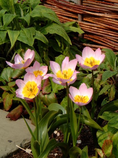 tulip13