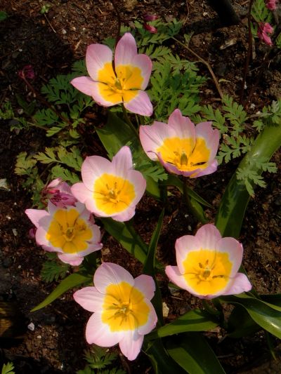 tulip14