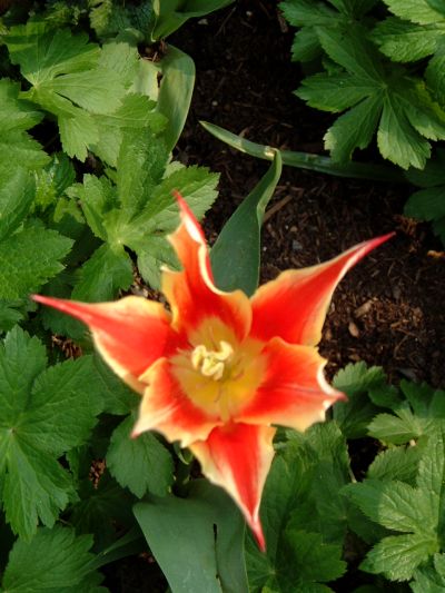 tulip15