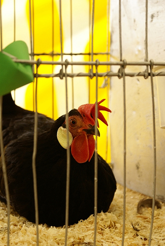 3800786021_84d27cc30b